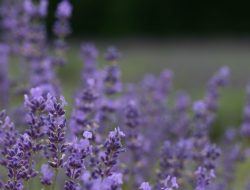 Sage construction and real estate insights and trends