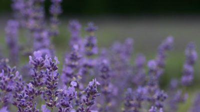 Free Images : tree, flower, flora, purple, flowering plant, hyssopus ...